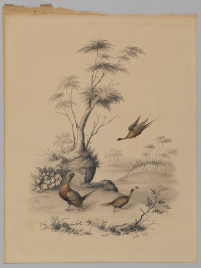 Trzy bażanty, 1873 (grafit i wc na papierze) autorstwa James Ryder van Brunt