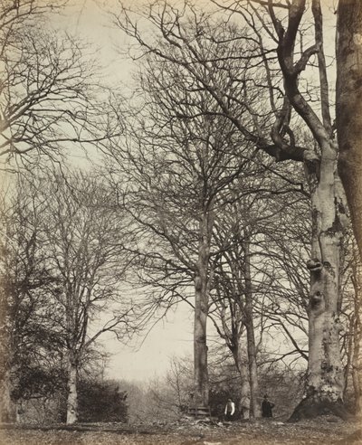 Buk królowej Adelajdy autorstwa James Sinclair, 14th Earl of Caithness