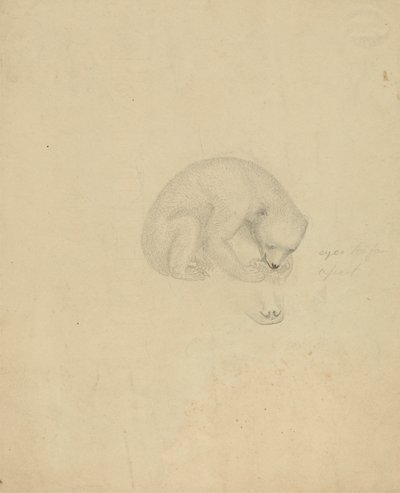 Niedźwiedź autorstwa James Sowerby