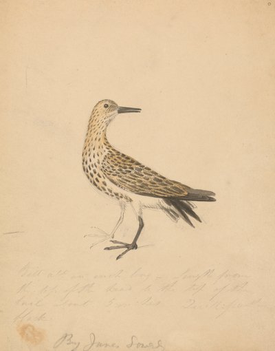 Ptak autorstwa James Sowerby