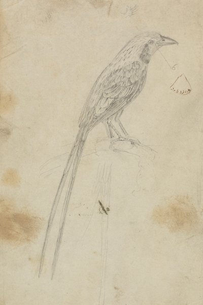 Ptak autorstwa James Sowerby