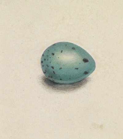 Ptasie Jajo autorstwa James Sowerby