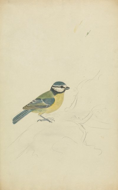 Niebieski cycek autorstwa James Sowerby
