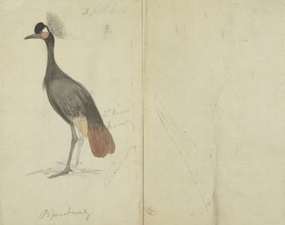 Dźwig autorstwa James Sowerby
