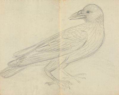 Kruk autorstwa James Sowerby