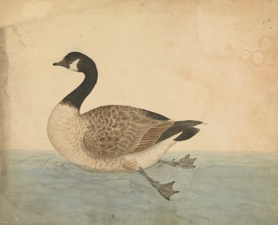 Gęś autorstwa James Sowerby