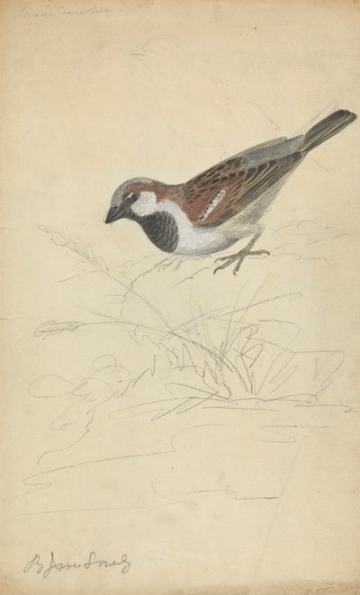Wróbel domowy autorstwa James Sowerby