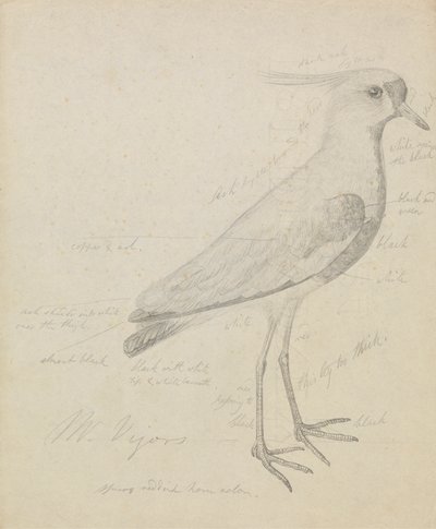 Czajka autorstwa James Sowerby
