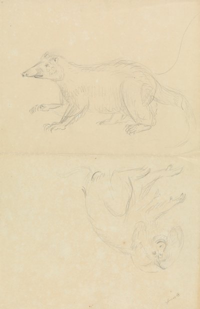 Ssak (coatimundi?) i naczelny (marmozeta?). AN Coatimundi i marmozeta z głową lwa autorstwa James Sowerby