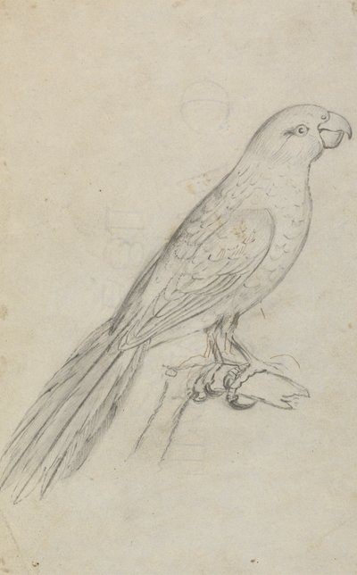 Papuga autorstwa James Sowerby