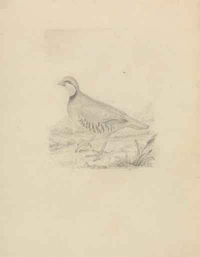 Przepiórka autorstwa James Sowerby