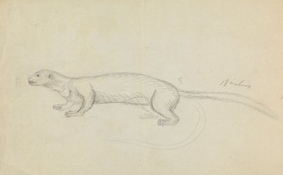 Łasica autorstwa James Sowerby