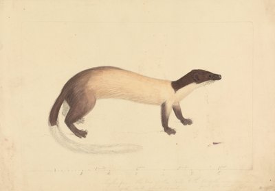Łasica autorstwa James Sowerby