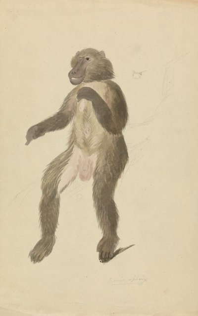 Mandryl autorstwa James Sowerby