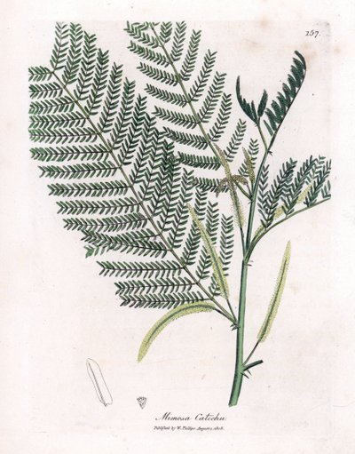 Akacja cachou lub cachoutier - Catechu, Acacia catechu. Ręcznie kolorowany miedzioryt z ilustracji botanicznej autorstwa Jamesa Sowerby