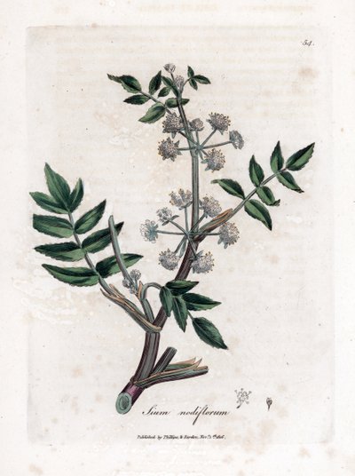 Ache false watercress - Pełzający pasternak wodny, Sium nodiflorum. Ręcznie kolorowany miedzioryt z ilustracji botanicznej autorstwa Jamesa Sowerby