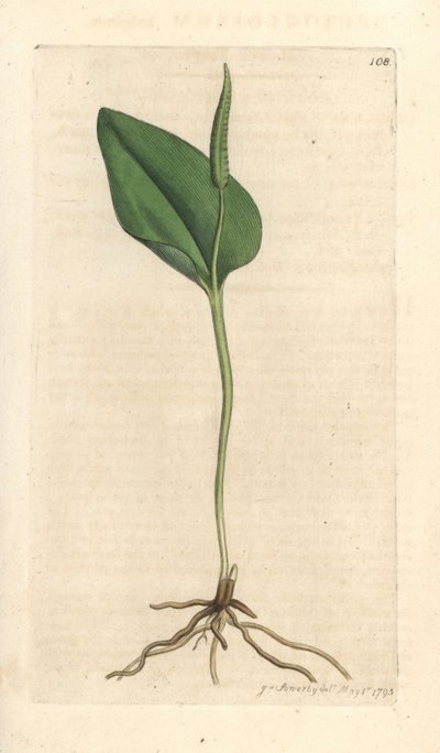 Język żmii, Ophioglossum vulgatum (Ophioglossum) Odręczny miedzioryt według ilustracji Jamesa Sowerby