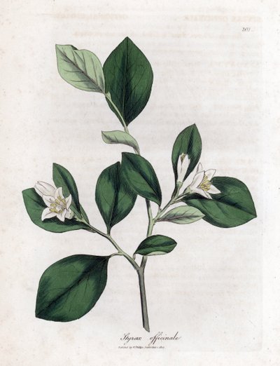 Aliboufier - Storax, Styrax officinalis. Ręcznie kolorowany miedzioryt z ilustracji botanicznej autorstwa Jamesa Sowerby