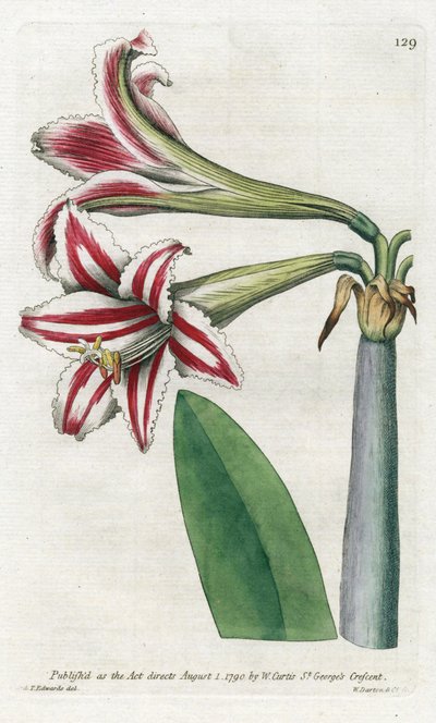 Amaryllis Variete, pochodzący z Ameryki Południowej - litografia Jamesa Sowerby