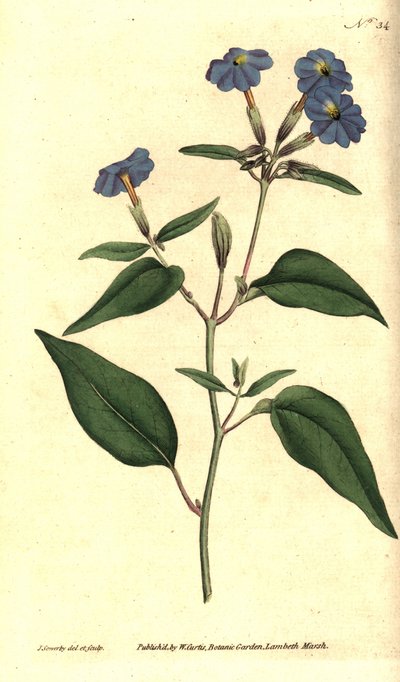 polish autorstwa James Sowerby