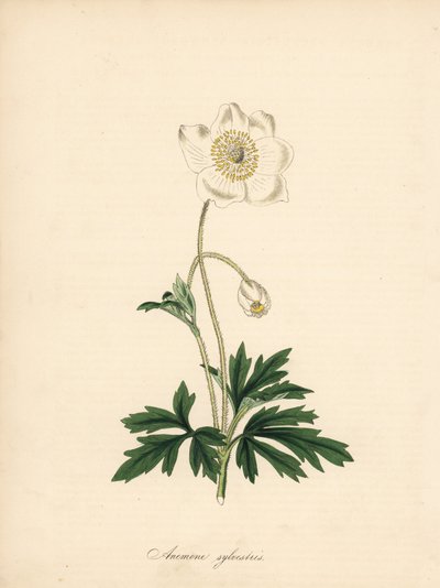 Zawilec wiertła - Zawilec przebiśnieg, Anemone sylvestris. Zaczerpnięte z ilustracji Jamesa Sowerby