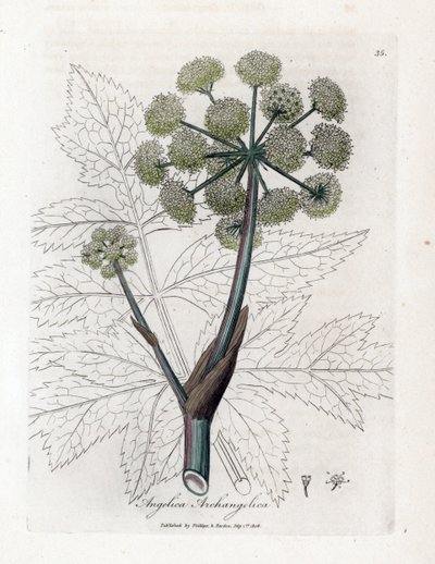 Angelique prawdziwa lub officinal lub archangelique - Angelica ogrodowa, Angelica archangelica. Ręcznie kolorowany miedzioryt z ilustracji botanicznej autorstwa Jamesa Sowerby