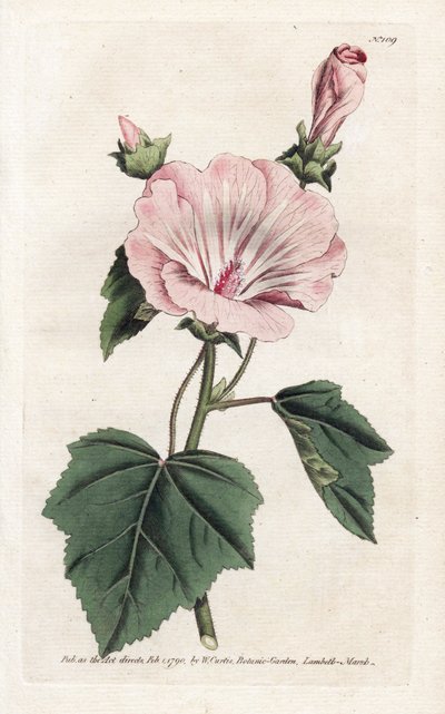 Roczna purpurowa lub kwartalna lavater - litografia Jamesa Sowerby