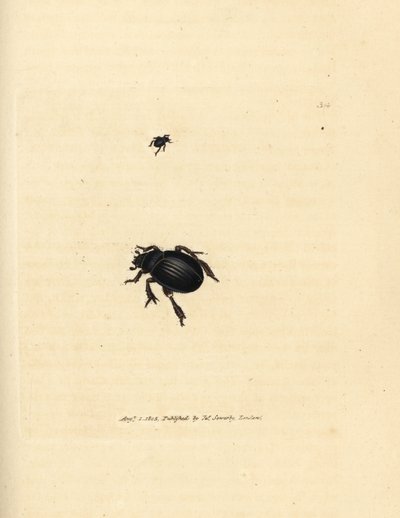 Chrząszcz Aphodius arenarius (Scarabaeus ovalis). Miedzioryt ręcznie barwiony autorstwa Jamesa Sowerby