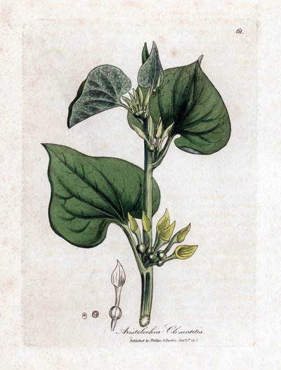 Aristoloche clematite - pnącze pospolite, Aristolochia clematitis. Ręcznie kolorowany miedzioryt z ilustracji botanicznej autorstwa Jamesa Sowerby