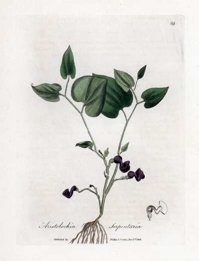 Aristoloche variete - roczniak wężowy, Aristolochia serpentaria. Ręcznie kolorowany miedzioryt z ilustracji botanicznej autorstwa Jamesa Sowerby