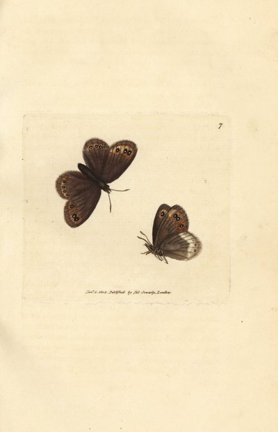 Arran brązowy, Erebia ligea (Papilio ligea). Miedzioryt ręcznie barwiony autorstwa Jamesa Sowerby