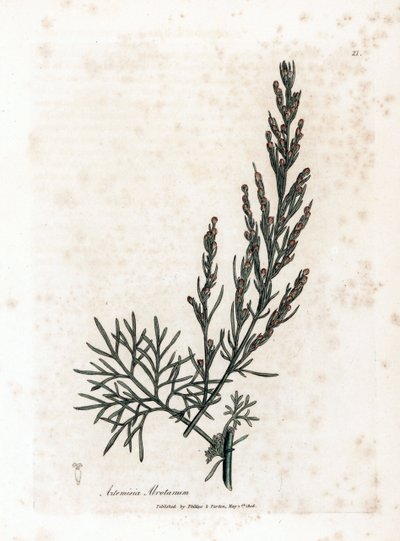 Aurone lub trawa cytrynowa lub trawa cytrynowa sagebrush - Southernwood, Artemisia abrotanum. Ręcznie kolorowany miedzioryt z ilustracji botanicznej autorstwa Jamesa Sowerby