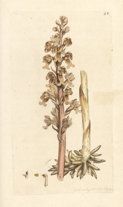 Orchidea ptasie gniazdo, Neottia nidus-avis (Ophrys ptasie gniazdo, Ophrys nidus-avis). Miedzioryt ręcznie kolorowany według ilustracji autorstwa Jamesa Sowerby
