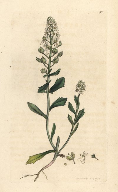 Gorzki candytuft, Iberis amara. Miedzioryt ręcznie kolorowany według ilustracji autorstwa Jamesa Sowerby