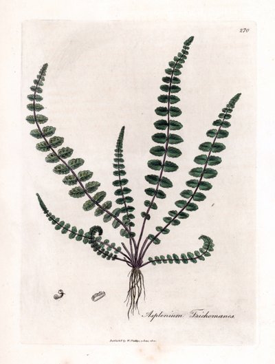 Czarna doradilla lub fałszywa kapilara (paproć) - Paproć miłorzębu włoskiego lub śledziona, Asplenium trichomanes. Ręcznie kolorowany miedzioryt z ilustracji botanicznej autorstwa Jamesa Sowerby