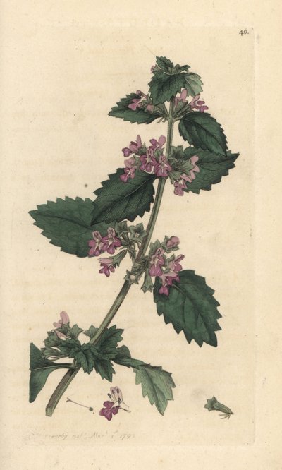 Miedzioryt czarny, Ballota nigra (Ballote noire) Ręcznie kolorowany miedzioryt według ilustracji Jamesa Sowerby