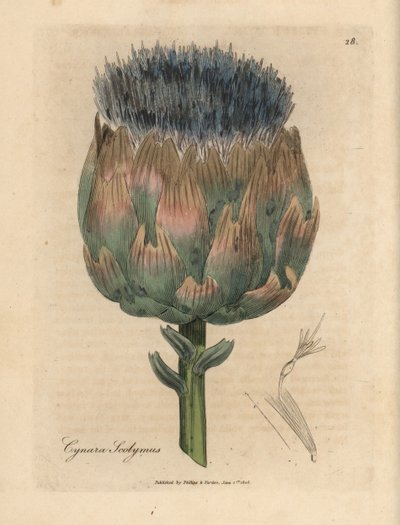 Alcachofra florida azul e roxa, esmalte Cynara scolymus autorstwa James Sowerby