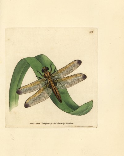 Niebieski ścigacz, Libellula fulva (barwiona ważka, Libellula conspurcata). Miedzioryt ręcznie barwiony autorstwa Jamesa Sowerby