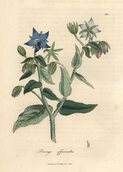 Ogórecznik lekarski o niebieskich kwiatach, Borago officinalis autorstwa James Sowerby