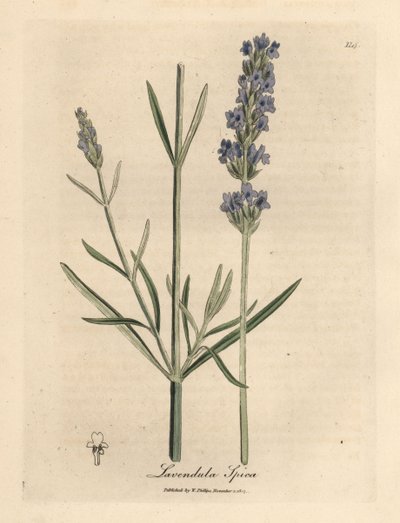 Niebiesko kwitnąca lawenda, Lavandula spica autorstwa James Sowerby