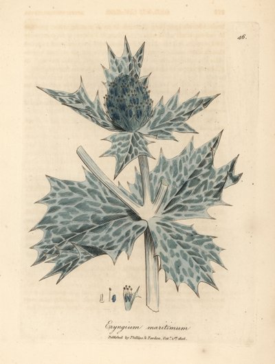 Holly o niebieskich kwiatach lub eryngo, Eryngium maritinum autorstwa James Sowerby