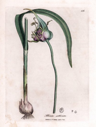Tablica botaniczna: Uprawa czosnku (Allium sativum) przedstawiająca cebulkę, liście i fioletowe kwiaty. Miedzioryt ręcznie kolorowany na podstawie ilustracji autorstwa Jamesa Sowerby
