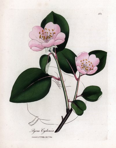 Tablica botaniczna: kwiaty i pigwa, owoce Cognassier (Cydonia oblonga) - pigwa o różowych kwiatach z zarysem owoców, Pyrus cydonia. Ręcznie kolorowany miedzioryt z ilustracji botanicznej autorstwa Jamesa Sowerby
