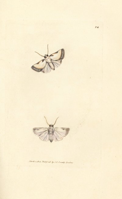 Brixton Beauty, Acontia nitidula (Phalaena catena). Gravura em placa de cobre colorida à mão por James Sowerby de The British Miscellany, ou figuras coloridas de assuntos animais novos, raros ou pouco conhecidos.polonês autorstwa James Sowerby