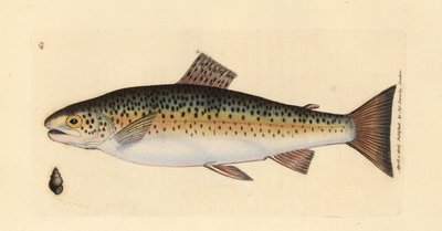 Pstrąg potokowy, Salmo trutta fario (Pstrąg Gillaroo, Salmo fario). Miedzioryt ręcznie barwiony autorstwa Jamesa Sowerby