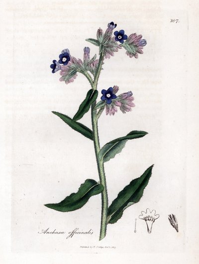 Bugloss officinale - Bugloss, Anchusa officinalis. Ręcznie kolorowany miedzioryt z ilustracji botanicznej autorstwa Jamesa Sowerby