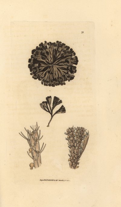 Bugulina avicularia (Flustra avicularis). Miedzioryt ręcznie barwiony autorstwa Jamesa Sowerby