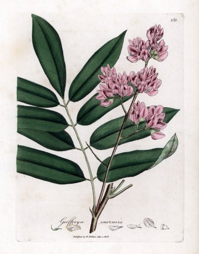 Kapusta lub kora kapusty - Kapusta, Andira inermis. Ręcznie kolorowany miedzioryt z ilustracji botanicznej autorstwa Jamesa Sowerby