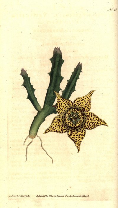 Skrobia kaktusowa - Orbea variegata (Stapelia variegata, Stapelia variegata). Ręcznie grawerowany miedzioryt i ilustracja botaniczna autorstwa Jamesa Sowerby