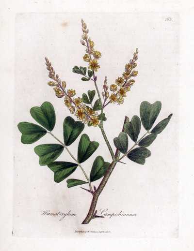 Drewno Campeche lub Campeche - Logwood, Haematoxylum campechianum. Ręcznie kolorowany miedzioryt z ilustracji botanicznej autorstwa Jamesa Sowerby